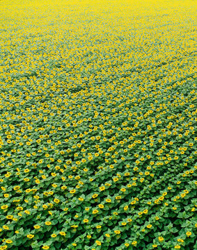 Aerial view of vast field of bright yellow sunflowers in full bloom, creating a vibrant natural pattern and agricultural landscape