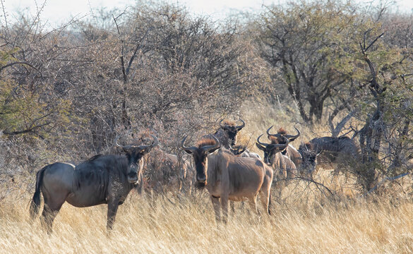View of a herd of blue wildebeest standing in the dry grass and shrubs of the savanna in Etosha National Park, Namibia.