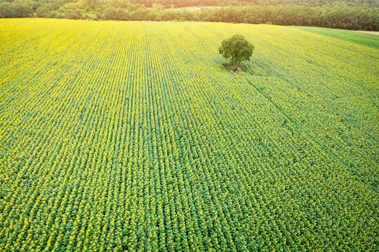 Sunflower field with green plants growing in rows, featuring a single tree standing isolated