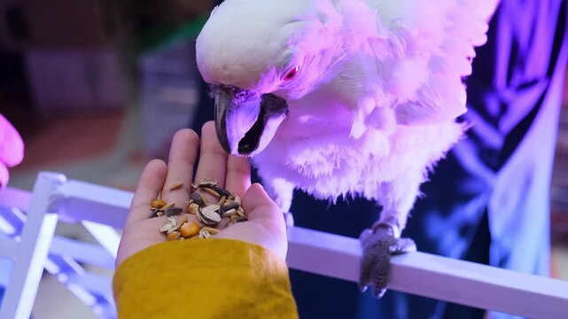 White parrot eating grains, white parrot, vertical video of a white parrot with owner. fun with white parrot,
