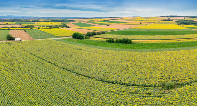 Aerial view of a rural landscape showing vast agricultural fields with yellow blooming sunflowers, rapeseed, and green crops