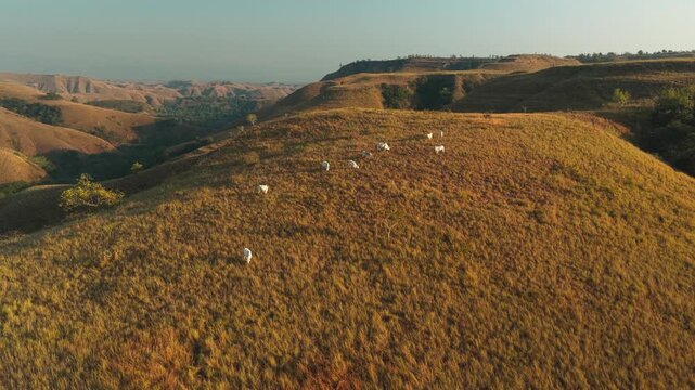 Aerial view of cows grazing on the grassy hills of Hars Garden Sumba during golden hour in Pandawai, East Nusa Tenggara, Indonesia.