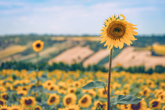 Single sunflower blooming in a vibrant field under a clear sky, symbolizing individuality and growth in nature