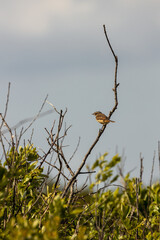 Fototapeta premium Juvenile European stonechat on a tall twig