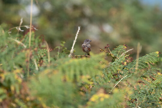 European stonechat in bracken