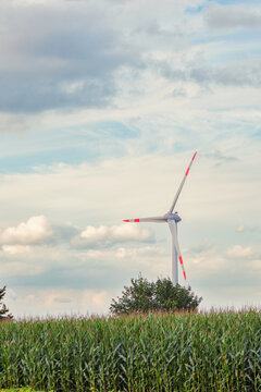 Renewable energy, wind turbines near the green corn field