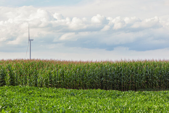 Renewable energy, wind turbines near the green corn field