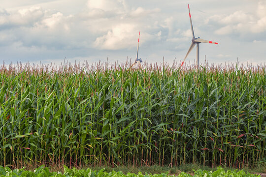 Renewable energy, wind turbines near the green corn field