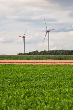 Renewable energy, wind turbines near the green corn field