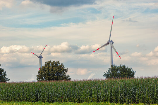 Renewable energy, wind turbines near the green corn field
