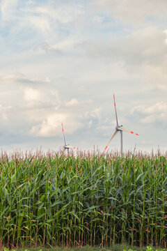Renewable energy, wind turbines near the green corn field