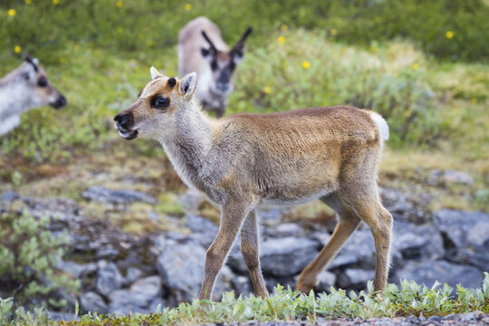 View of a young reindeer calf walking through a rocky, grassy landscape in Funasdalen, Jamtland County, Sweden.