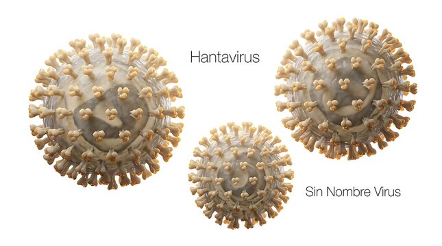 Detailed 3D model of artrovirus and influenza virus particle structure with influenza