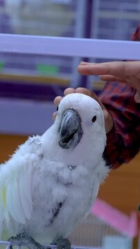 White parrot looking around curiously outdoor. white parrot, vertical video of a white parrot with owner. fun with white parrot,
