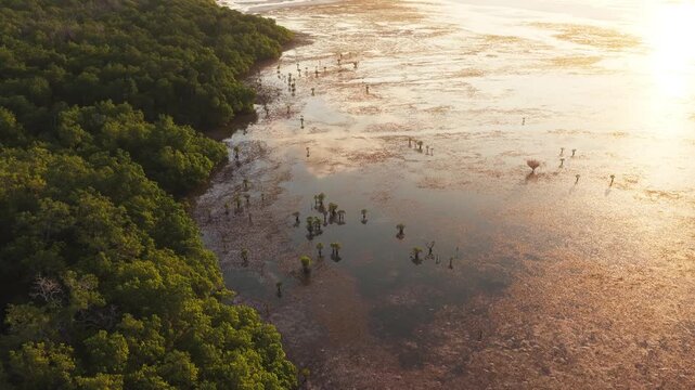 Aerial view of Pantai Walakiri with mangrove trees and tidal flats reflecting the golden sunset light in Pandawai, East Nusa Tenggara, Indonesia.