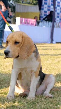 vertical video of a sad pet dog, guard pet dog in the in garden, the dog with belt sitting in the ground with serious face