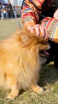 Owner's soft touches to fluffy Pomeranian dog in a sunlight park during golden hour for pet care and lifestyle concepts. Happiness is a Warm Pomeranian.