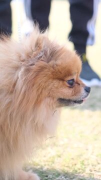 A Playful Pomeranian Dog Savors a Delightful Petting Session Filled with Love and Joy in sunlight park.