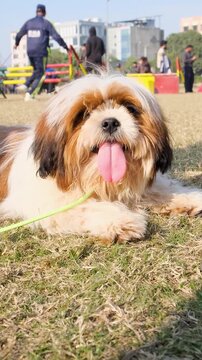 vertical video of  cute tricolor puppy dog is laying in the ground, very excited puppy showing his tongue. puppy with his best friend.