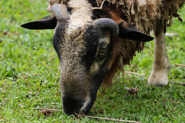 Horned ram grazing on green grass in a pasture © Manuel