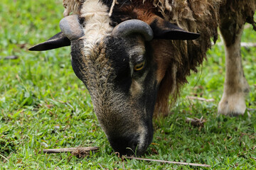 Horned ram grazing on green grass in a pasture © Manuel