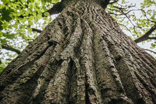 Close-up view of a textured tree trunk with deep grooves and bark patterns, surrounded by lush green leaves in a natural outdoor setting