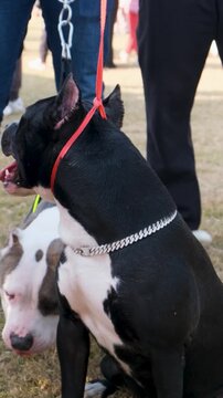 vertical video of purebred pet dogs, black  bully dogs with owner in the park, bully dogs with blet around neck, bully puppy,