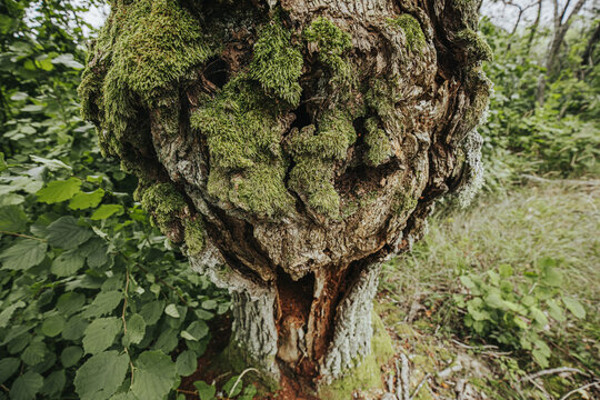 Close-up view of a moss-covered tree trunk with intricate textures and patterns, surrounded by lush green foliage in a natural forest setting