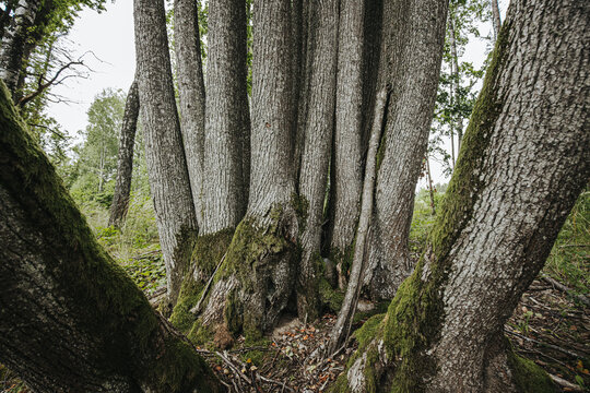 Group of tall, slender trees with textured gray bark and moss-covered roots in a lush green forest setting, showcasing natural growth patterns and biodiversity