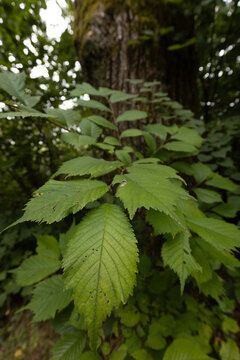 Green leaves of a deciduous tree growing near a textured tree trunk in a lush forest environment with soft natural lighting filtering through the foliage