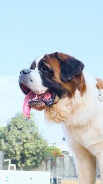 Closeup of Australian shepherd dog with large tongue hanging out . Engry Barking Dog in a park at sunny day with a long tongue