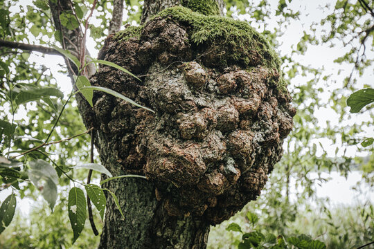 Tree burl with textured surface covered in moss, surrounded by green leaves in a forested area, showcasing natural growth patterns and organic forms