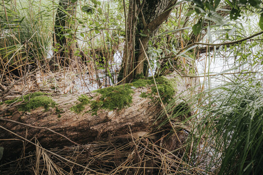 Fallen tree trunk covered in green moss surrounded by lush vegetation and reeds near a calm water body in a natural outdoor setting