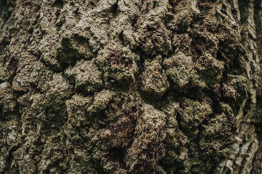 Close-up view of rough, textured bark on a tree trunk showcasing intricate patterns and natural details in a forest environment