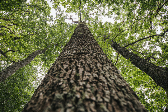 Tall trees viewed from below, showcasing textured bark and lush green leaves against a cloudy sky in a dense forest setting