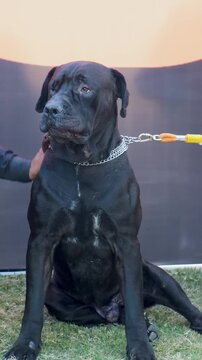 vertical video of purebred pet dog, black  bully dog with owner in the park, bully dog with blet around neck, bully puppy,