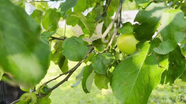 A child reaches out to pick fresh green apples from a tree branch. They feel curious and excited during a peaceful and joyful harvesting adventure in a sunny garden.