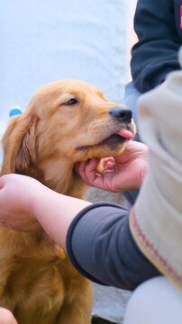 vertical view of young Labrador retriever dog love with owner, golden pet dog, cute young Labrador retriever dog love with owner, looking to side and craving, waiting for food,