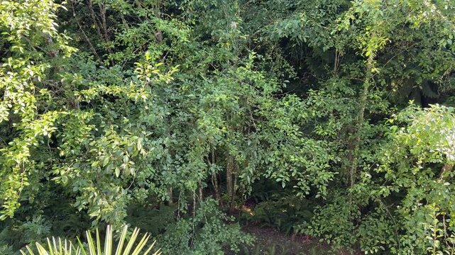 Video of scanning backyard off of deck for coyotes that are barking in a near by den within the woods 