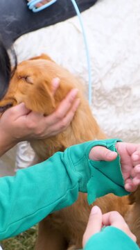 vertical view of young Labrador retriever dogs love with owner, golden pet dogs, cute young Labrador retriever dog love with owner, looking to side and craving, waiting for food,