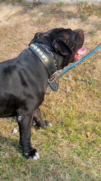 vertical video of purebred pet dog, black  bully puppy with owner in the park, bully dog with blet around neck, bully puppy,