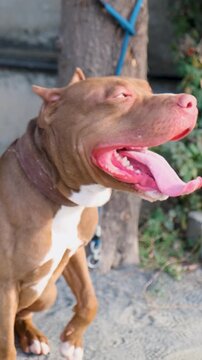 Vertical video of a chained American pet bull dog is barking all the time in anger. Guard dog, aggressive dog, animal protection, American pet bull dog, American bully dog