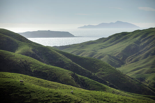 View of Kapiti Island from the lush green rolling hills with sheep grazing on the grassy slopes, Wellington Region, New Zealand.