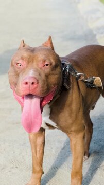 Vertical video of a chained American pet bull dog is barking all the time in anger. Guard dog, aggressive dog, animal protection, American pet bull dog, American bully dog