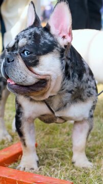 vertical video of American bully dog care , tri color bully dog love with owner, the dog of American bully breed of tri color standing in the cage with serious face on artificial grass.