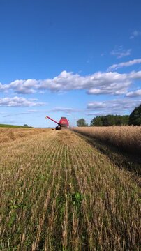 Combine harvester working in a harvested grain field, collecting cereal crops and leaving straw windrow during agricultural harvest