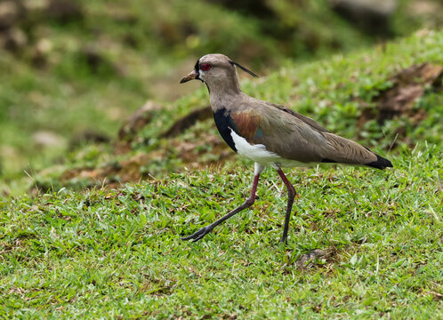 Southern lapwing walking across a green grassy field in Costa Rica