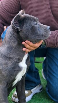 vertical video of purebred pet dog, black  bully puppy with owner in the park, bully dog with blet around neck, bully puppy,