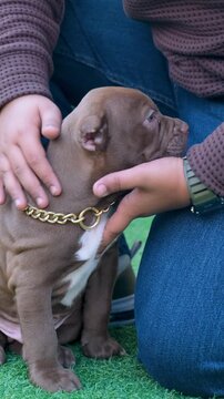 vertical video of Charming fawn French Bull dog with expressive eyes peacefully resting outdoors golden chain around neck, attentively observing its quiet surroundings with serene curiosity. 