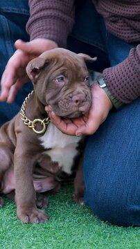 vertical video of Charming fawn French Bull dog with expressive eyes peacefully resting outdoors golden chain around neck, attentively observing its quiet surroundings with serene curiosity. 